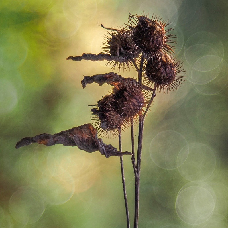  - Seasonal Change 3: Autumn Hanami