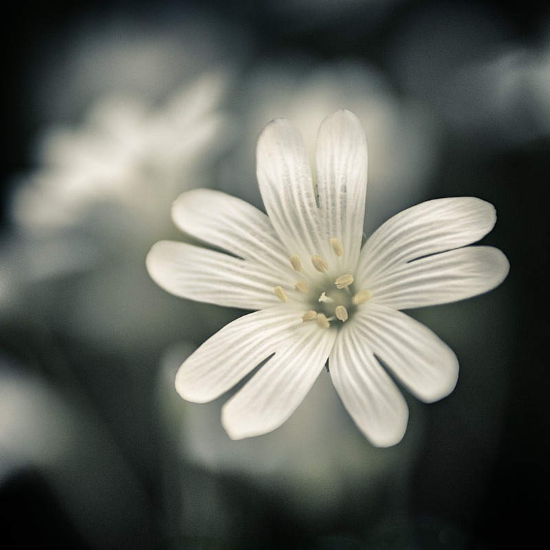  - Quiet - Fine Art Meditative Photography