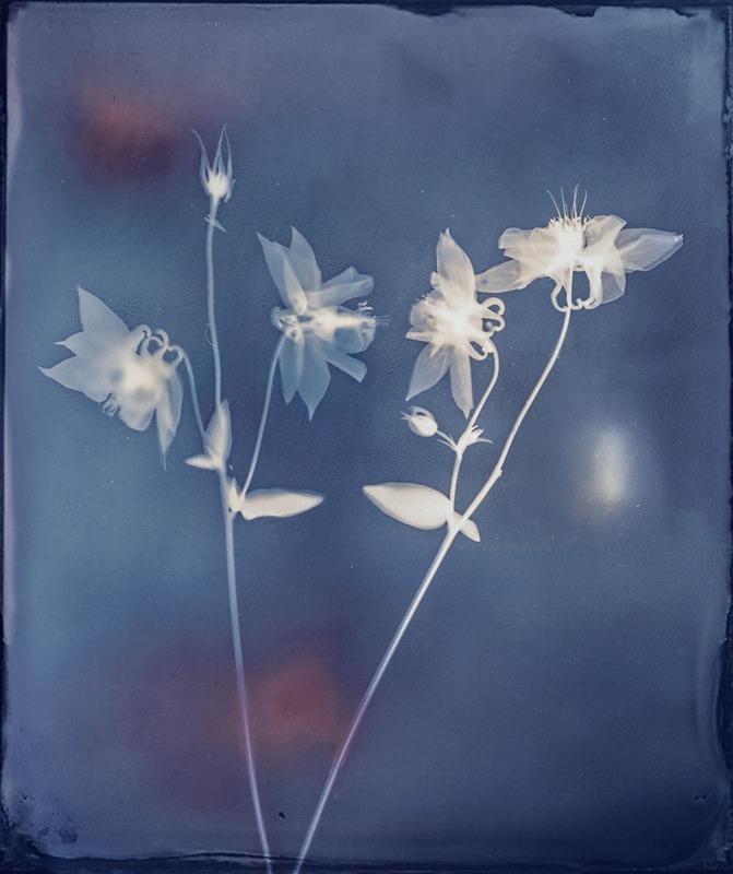  - Last Chance to See - Lumen; the Fragility of Nature