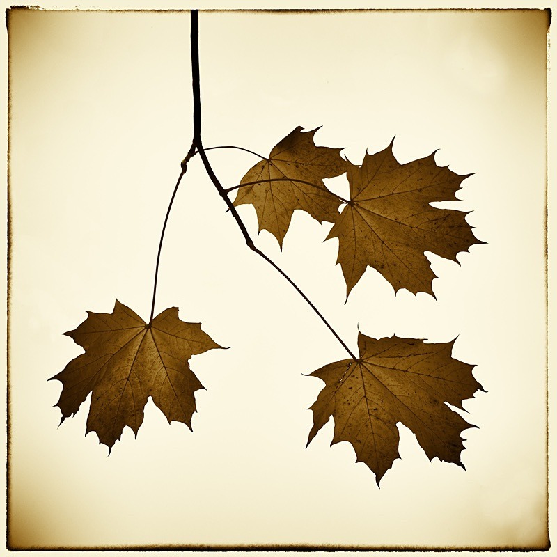  - Seasonal Change 3: Autumn Hanami