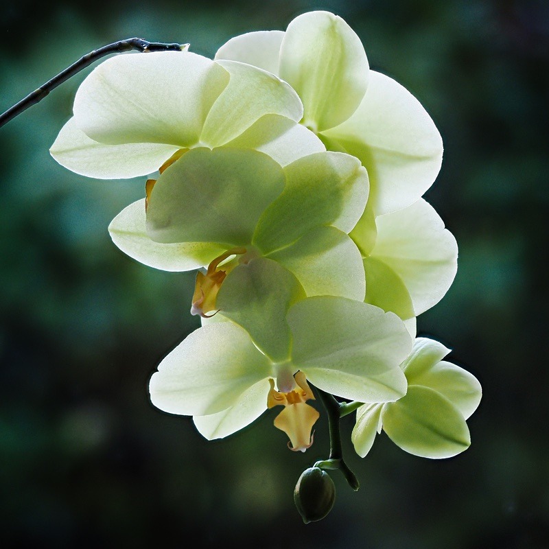  - Beauty of Light 3: Contre-Jour