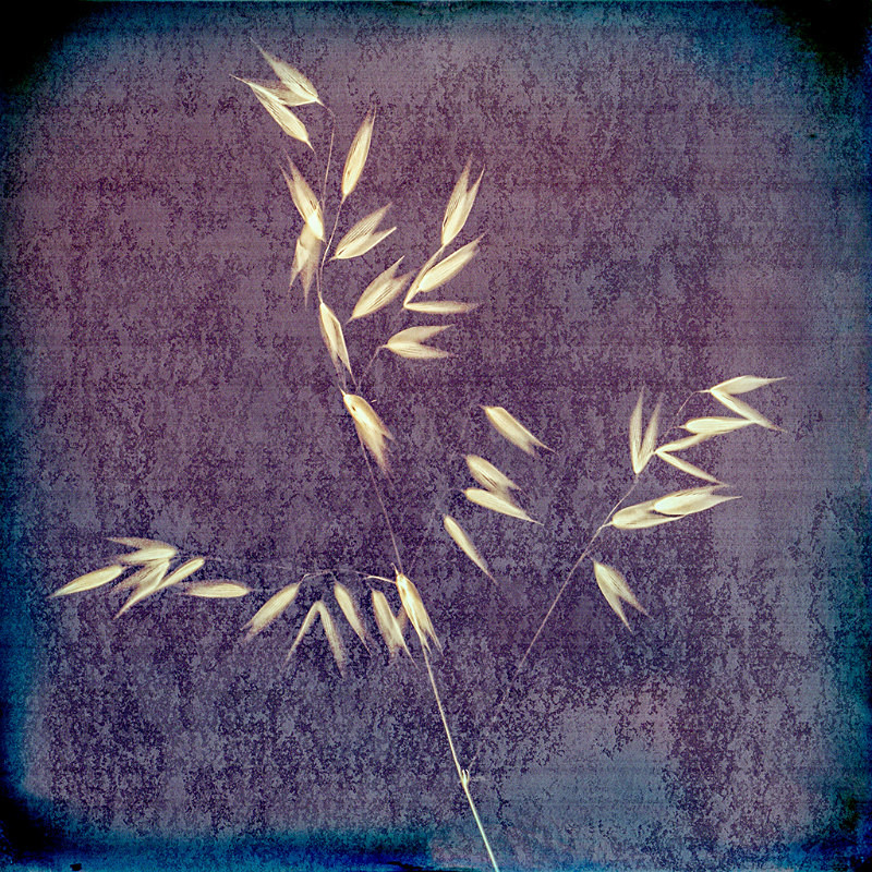 - Last Chance to See - Lumen; the Fragility of Nature