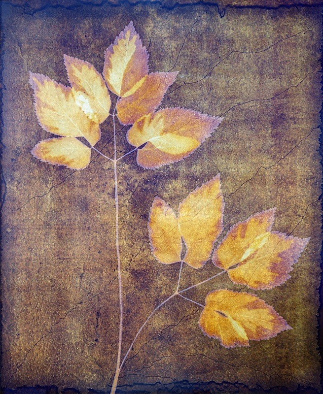  - Last Chance to See - Lumen; the Fragility of Nature