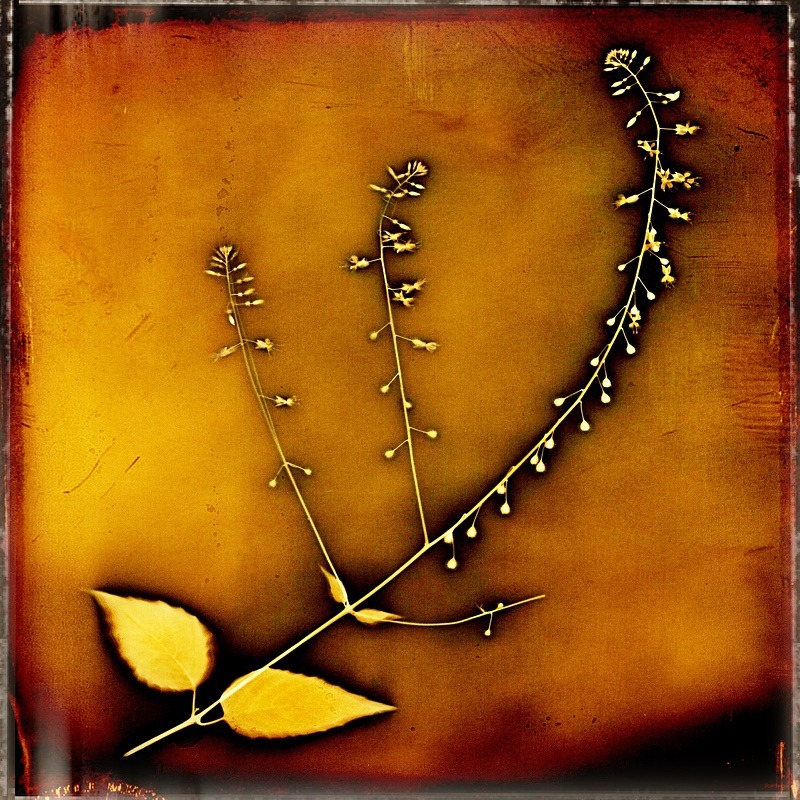  - Last Chance to See - Lumen; the Fragility of Nature