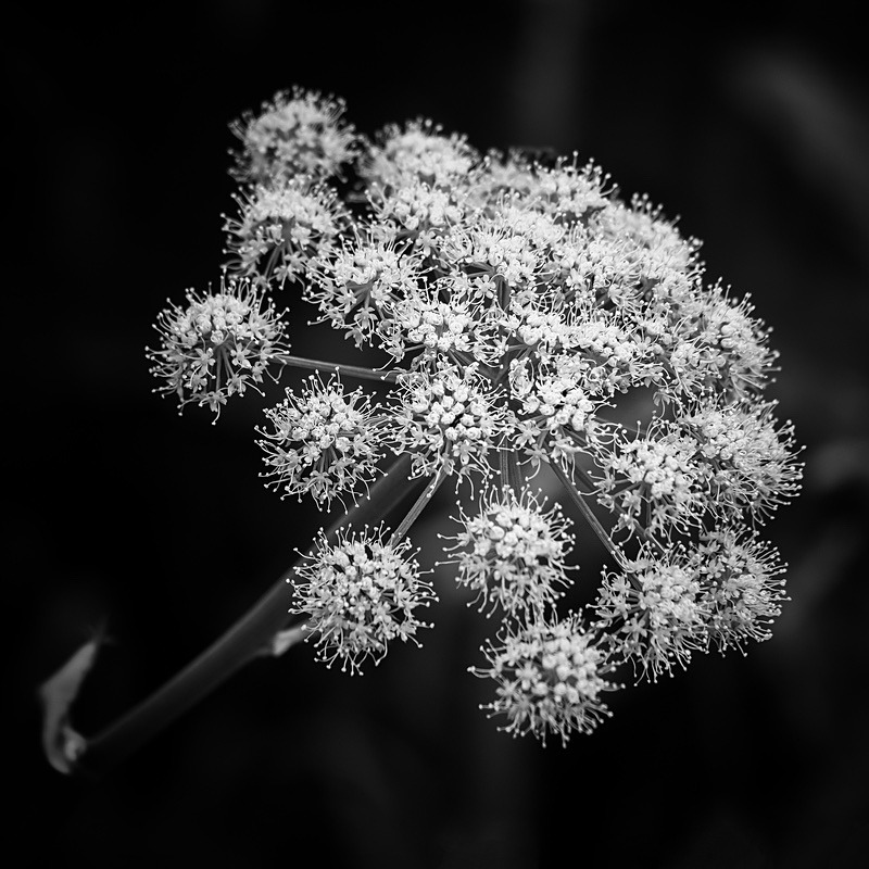  - Seasonal Change 3: Autumn Hanami