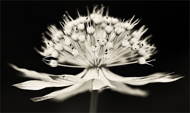  - Plant Line and Form