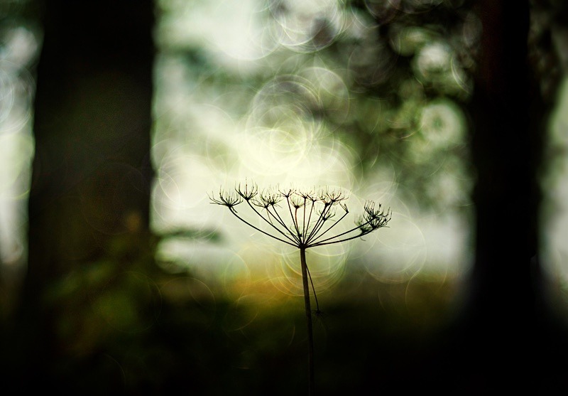  - Beauty of Light 3: Contre-Jour