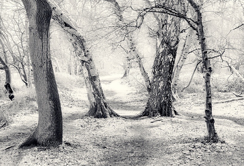  - Seasonal Change 1: Winter Trees
