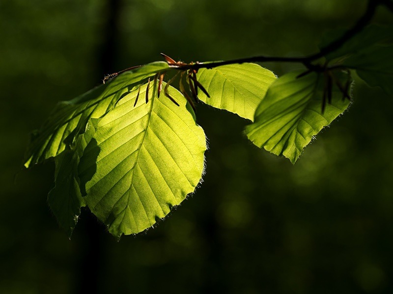  - Seasonal Change 2: Spring Hanami