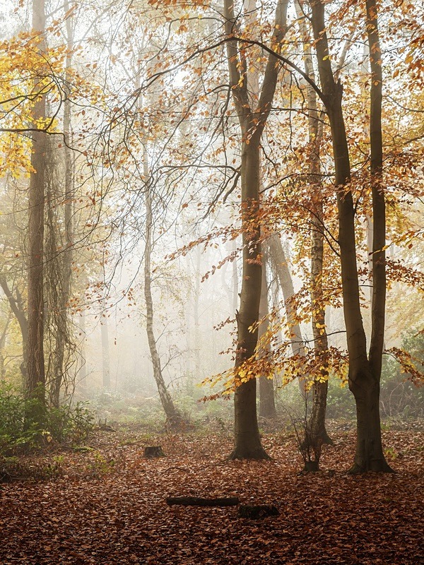  - Seasonal Change 3: Autumn Hanami