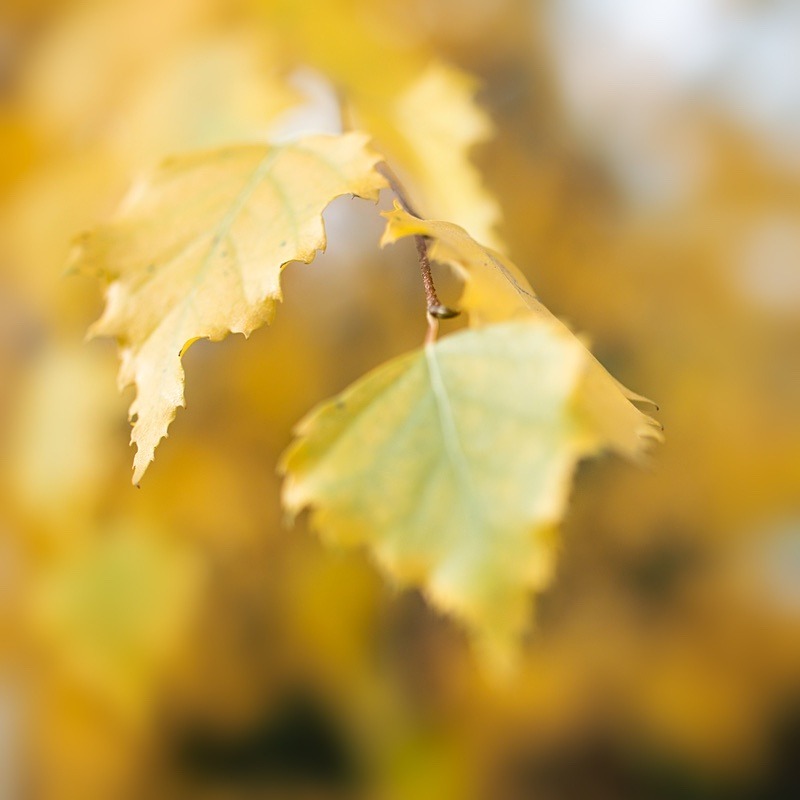  - Seasonal Change 3: Autumn Hanami