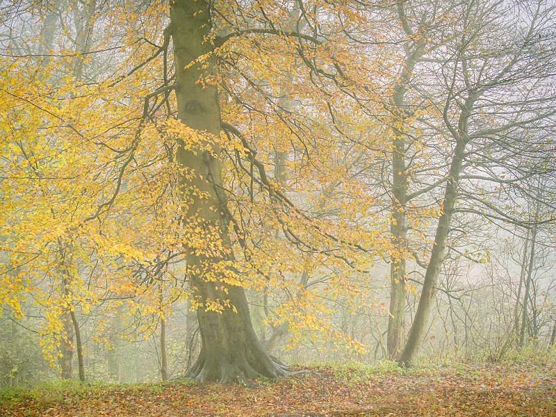  - New Photographic Walks 2017