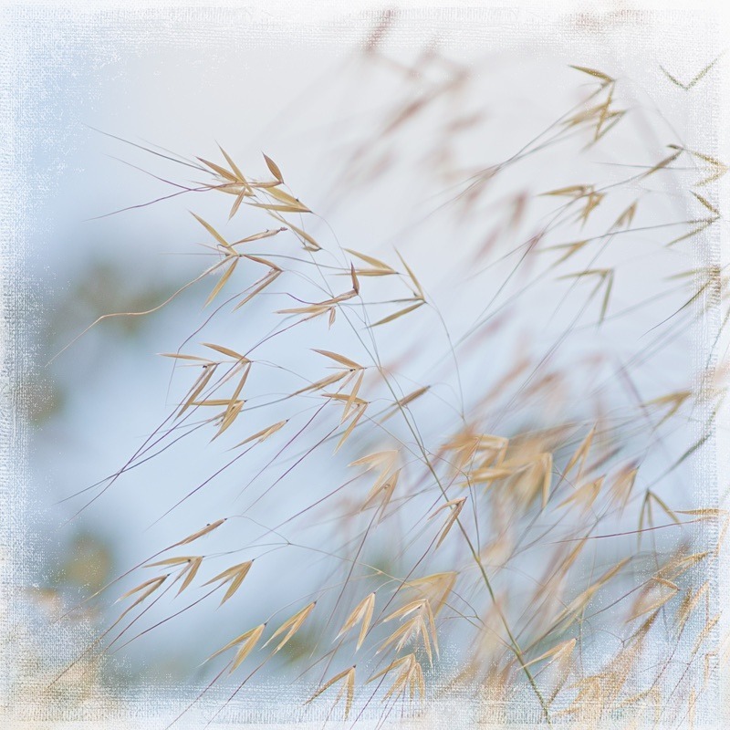  - Seasonal Change 3: Autumn Hanami