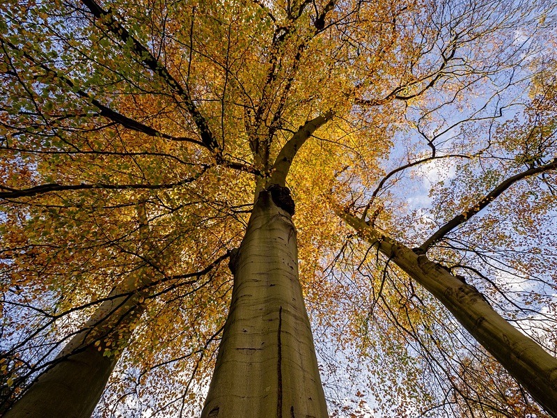  - Seasonal Change 3: Autumn Hanami