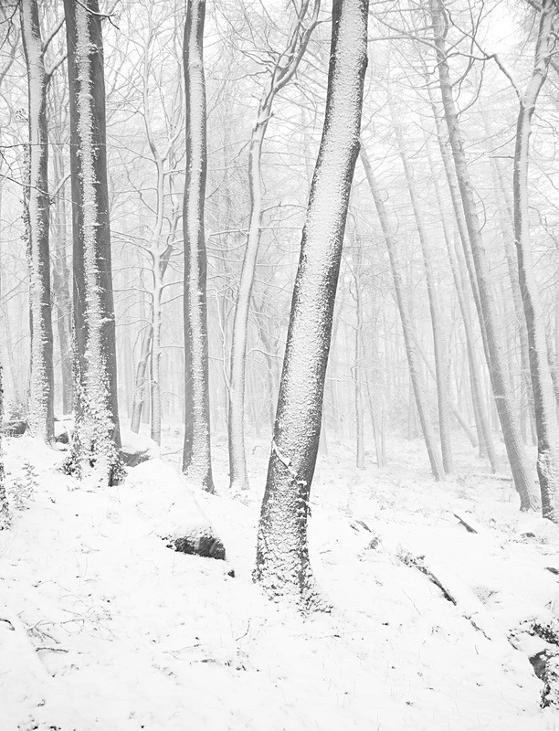  - Seasonal Change 1: Winter Trees