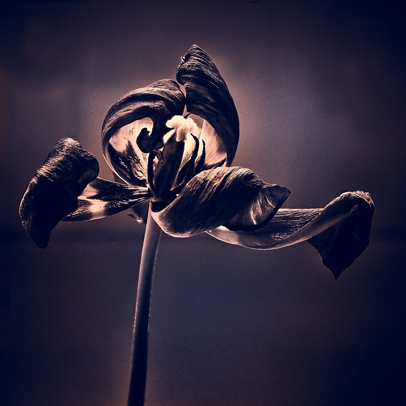  - Plant Line and Form