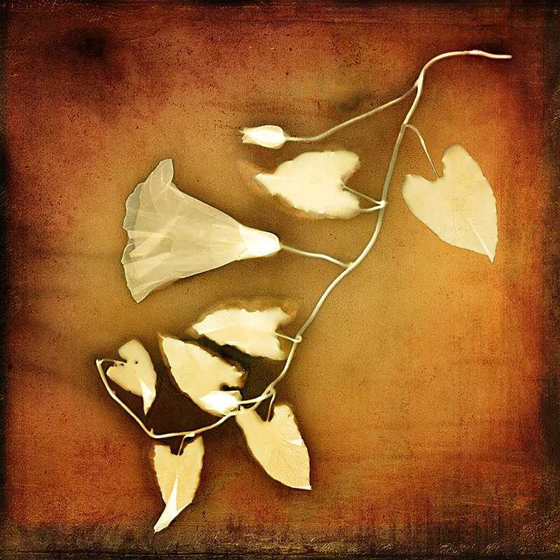 - Last Chance to See - Lumen; the Fragility of Nature