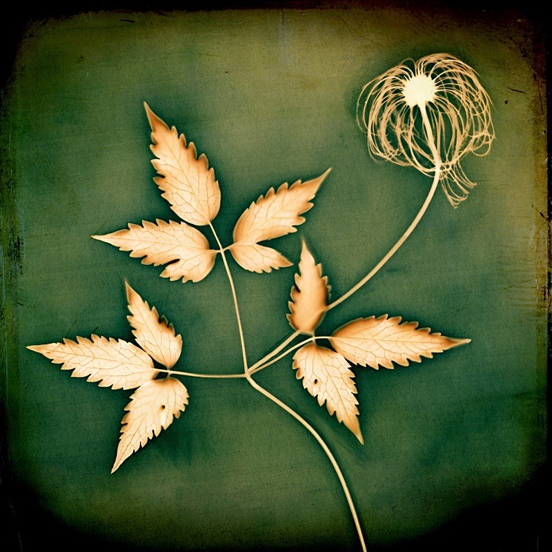  - Last Chance to See - Lumen; the Fragility of Nature