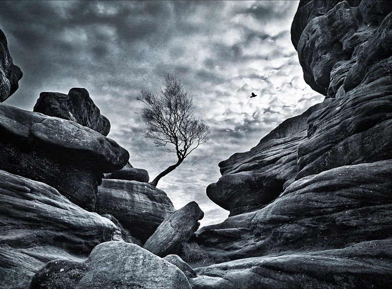 - Seasonal Change 1: Winter Trees