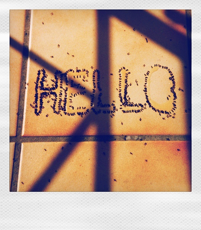  - Polaroid Dreams