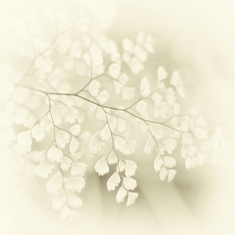  - Plant Line and Form