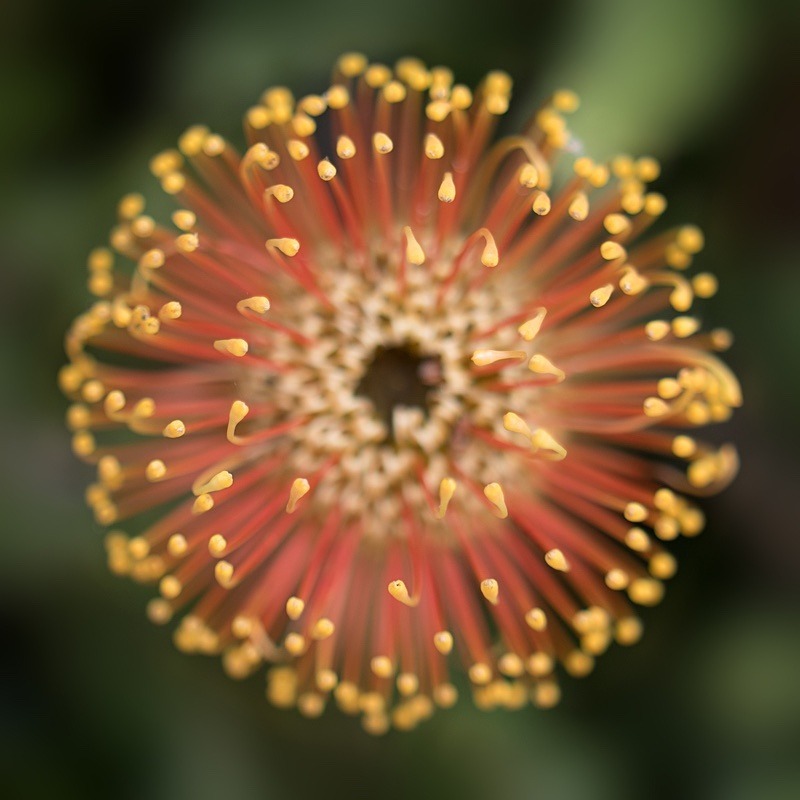 - Plant Line and Form