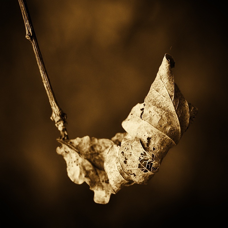  - Seasonal Change 3: Autumn Hanami