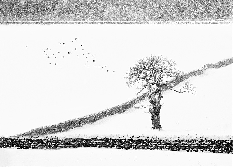  - Seasonal Change 1: Winter Trees