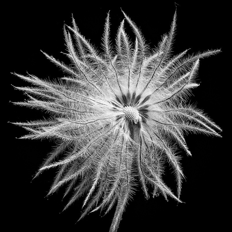  - Plant Line and Form