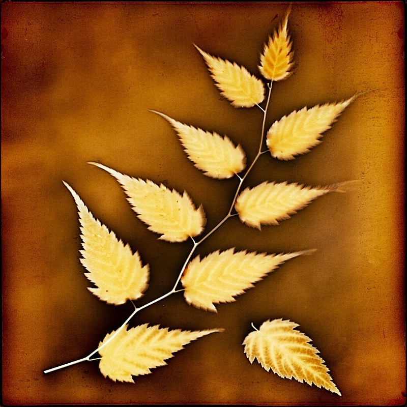  - Last Chance to See - Lumen; the Fragility of Nature