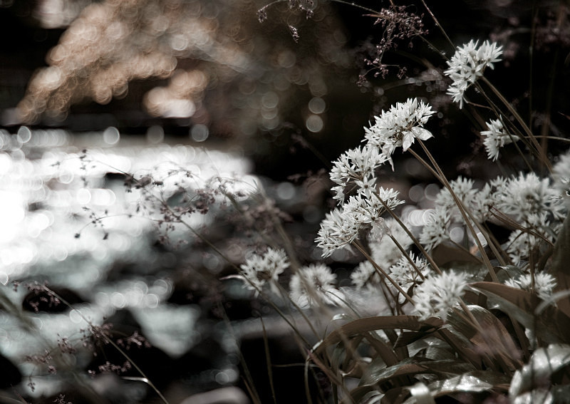  - Photographic Walks in North Yorkshire