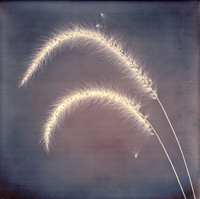  - Last Chance to See - Lumen; the Fragility of Nature