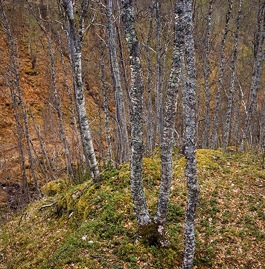  - Bård Løken