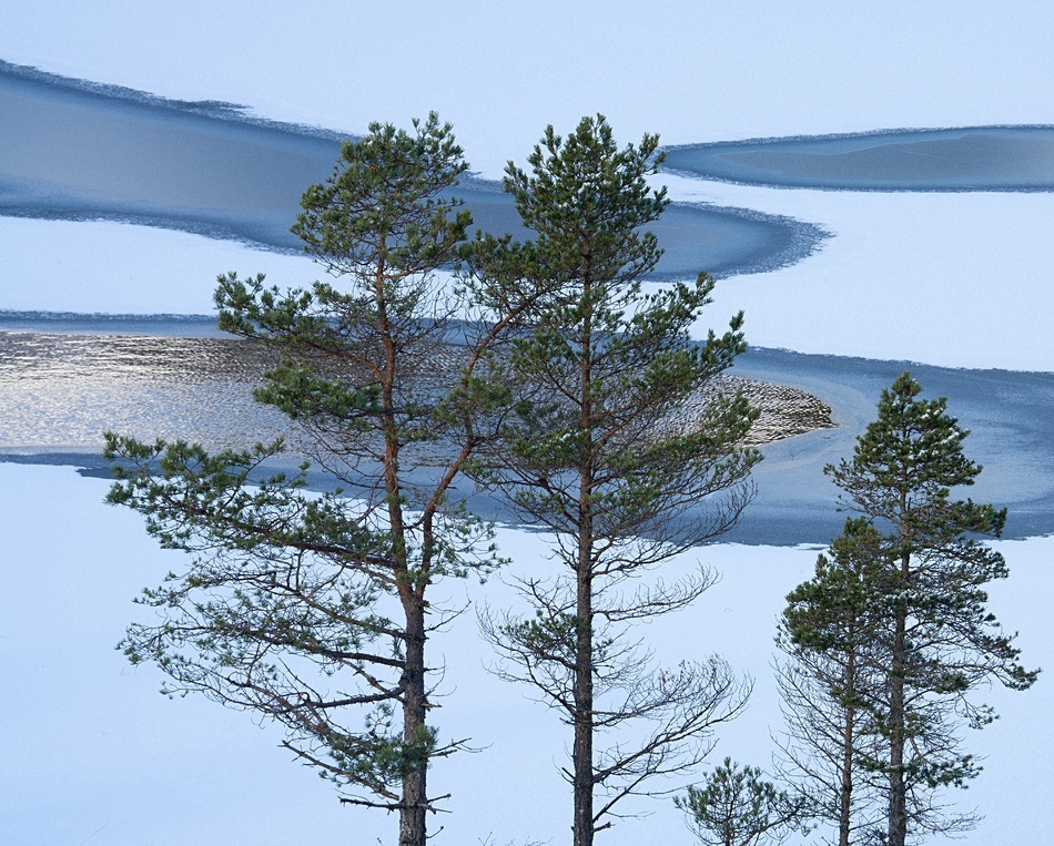 Winter’s Embrace - Caledonian forest