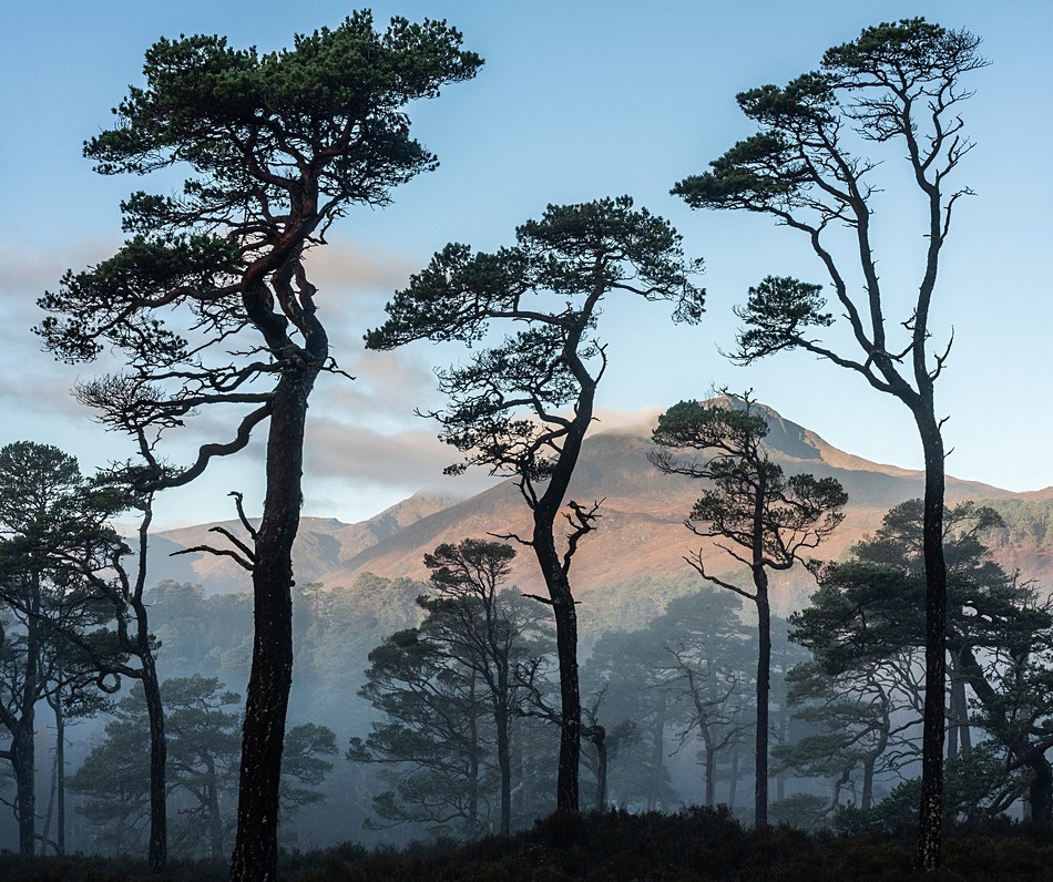 - Caledonian forest