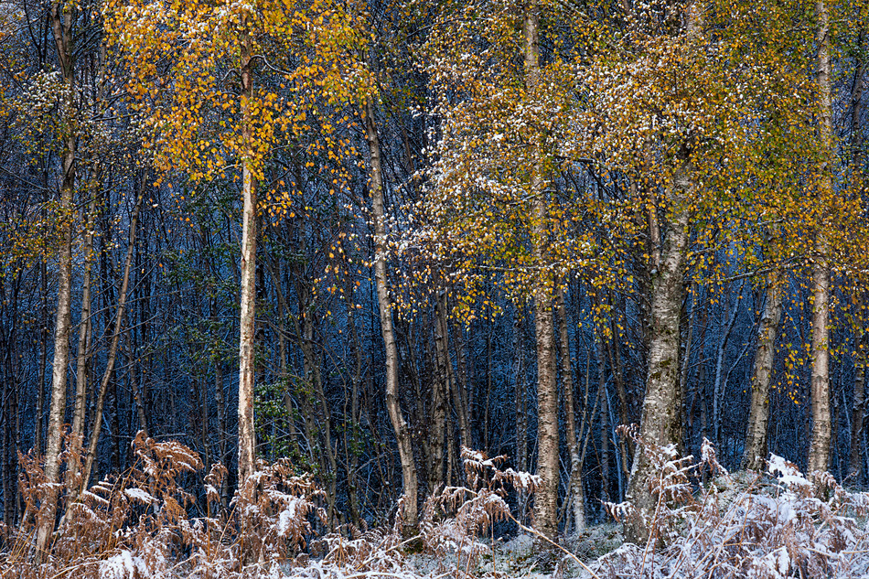 Autumn birches - Caledonian forest
