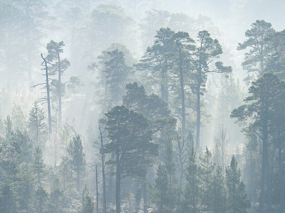  - Caledonian forest