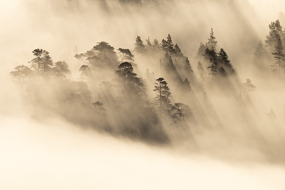  - Caledonian forest