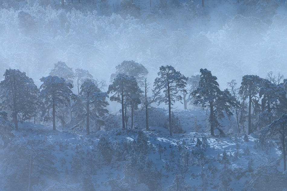 Frozen Pines