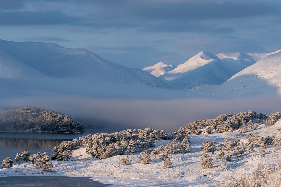 Winter mist - Caledonian forest