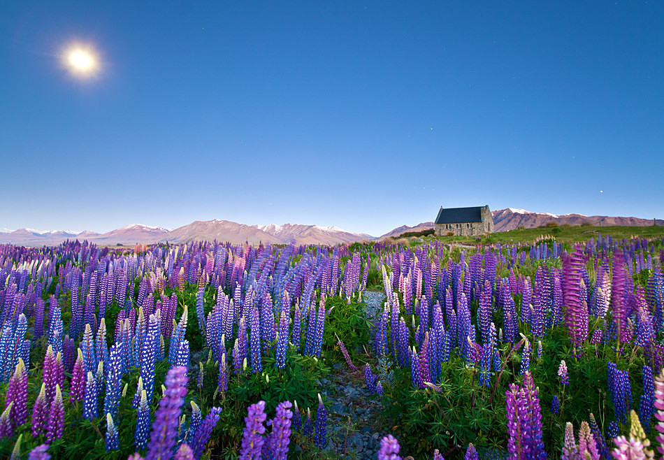 Wild lupins - South Island