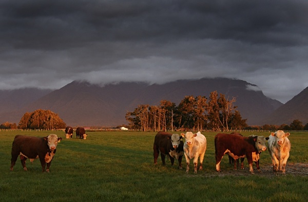 Cattle grazing, West Coast - South Island