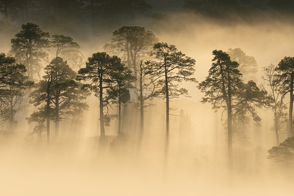  - Caledonian forest