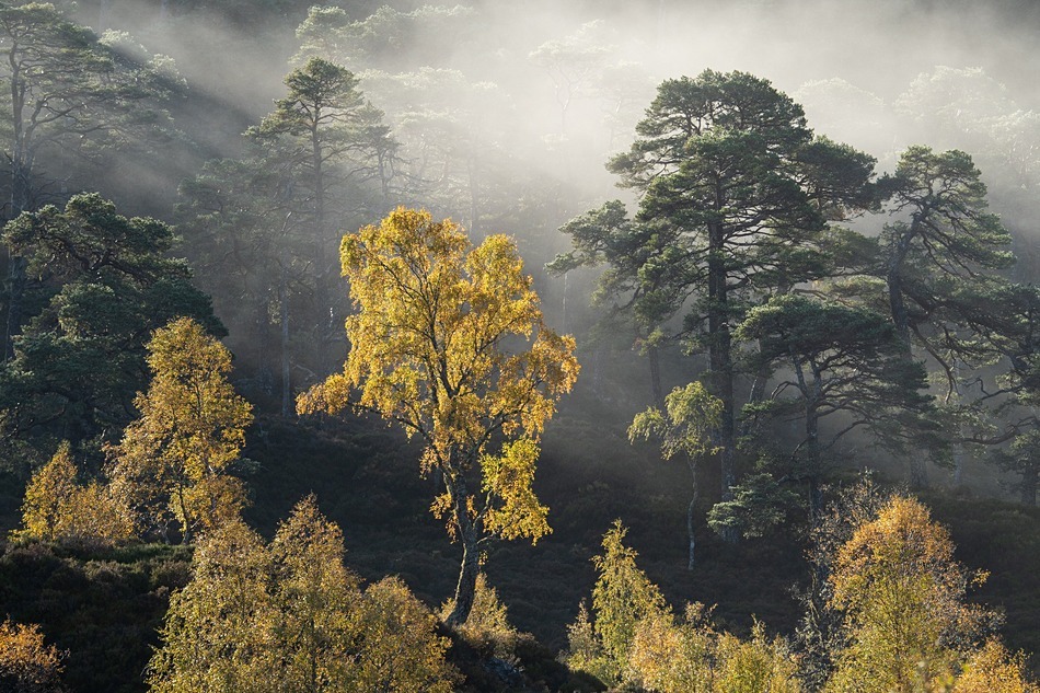  - Caledonian forest