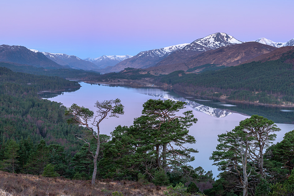 Pastel sunrise - Caledonian forest
