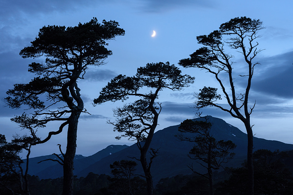 Scots Pine at Dusk