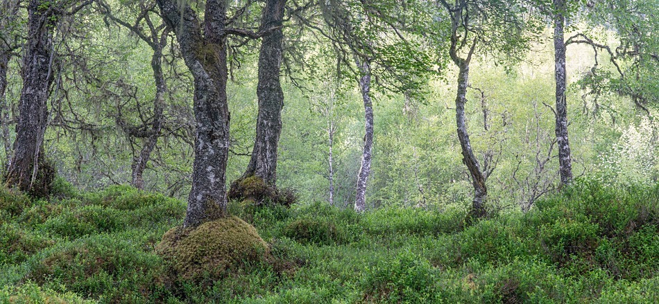 Ancient woods 1 - Caledonian forest