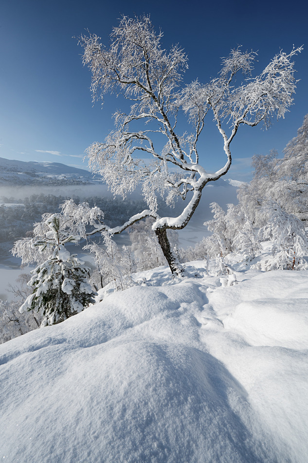 Frozen birch