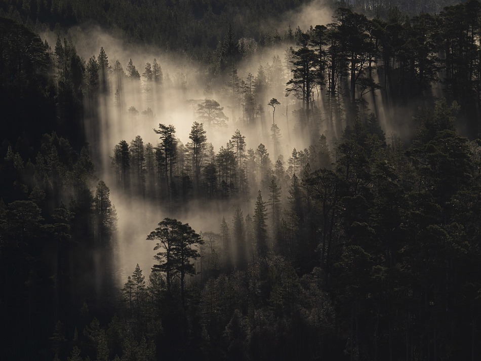  - Caledonian forest