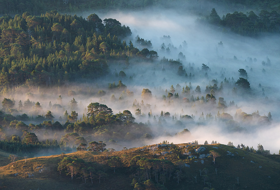 Caledonian dream - Caledonian forest